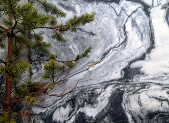 Fototapeta premium Marble and spruce background