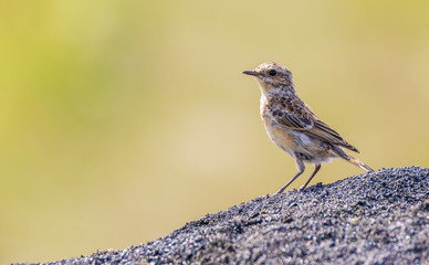 Whinchat bird on a pile of land