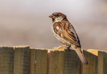 Bird house sparrow on a fence