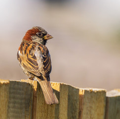 Bird house sparrow on a fence