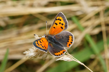 Lycaena phlaeas (LINNAEUS, 1761) Kleiner Feuerfalter DE, RLP, Enkirch, Mosel 16.07.2016