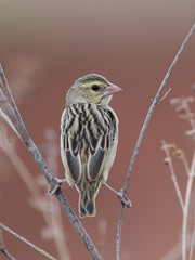 Northern red bishop (Euplectes franciscanus)