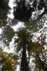 Fototapeta premium trees and blue sky