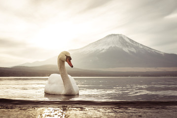 swan on lake