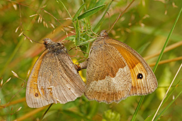 Maniola jurtina (LINNAEUS, 1758) Großes Ochsenauge DE, RLP, Enkirch, Mosel 16.07.2016