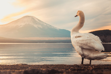 swan on a lake