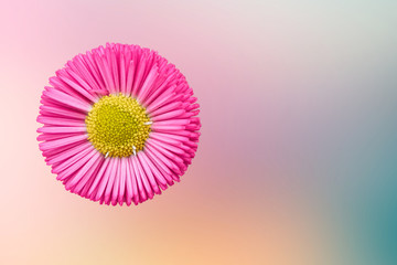bellis perennis daisy pomponette flower © spetenfia