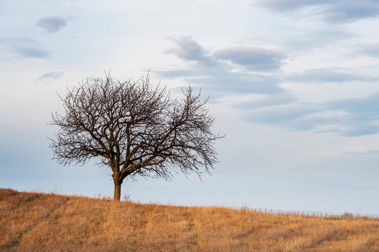 Kirchbaum im Winter im Burgenland