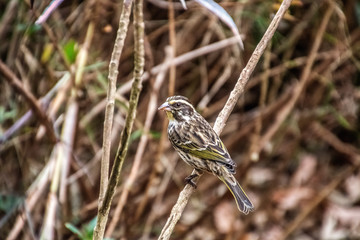 female southern masked weaver