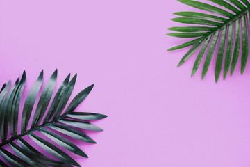 Tropical leaves foliage plant close up with color copy space background.Nature and summer concepts ideas