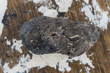 pellet and droppings of a barn owl 
