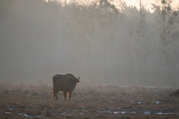 European bison