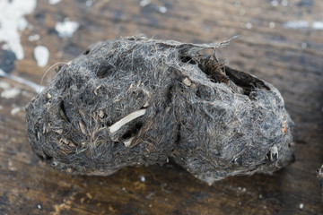 pellet and droppings of a barn owl 