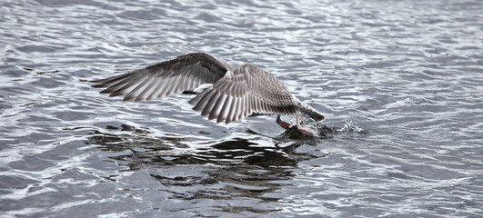 gray seagull the flying low over water