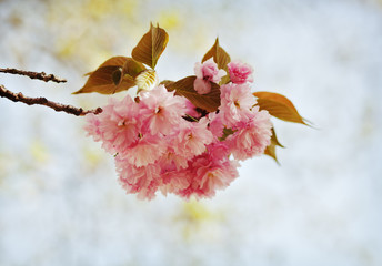 Pink Cherry Blossom
