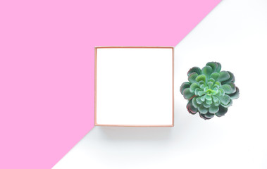 Succulent plant top view with box frame on white background.For decorative design