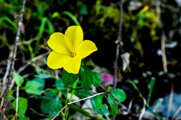 Flower  in Middle Himalayan Range 