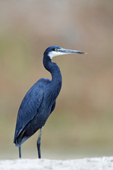 Western reef heron (Egretta gularis)