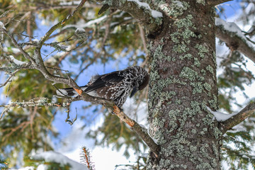 Nucifera caryocatactes perched on a branch in the winter forest.