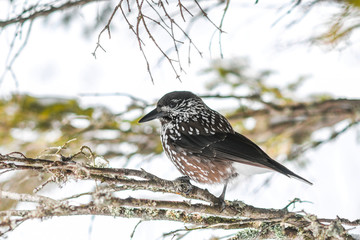 Nucifera caryocatactes perched on a branch in the winter forest.