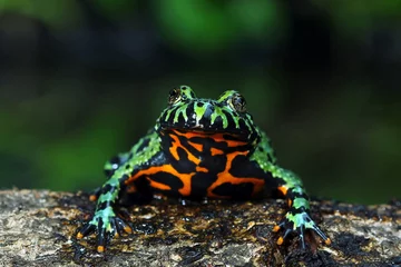 Deurstickers Oriental Fire Bellied Toad, Fire belly small toad on wood  © Agus Gatam