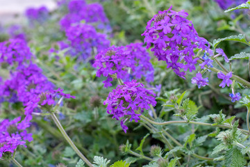 Obraz premium Vibrant purple flowers blooming in the garden ~PURPLE HAZE~