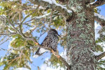 Nucifera caryocatactes perched on a branch in the winter forest.