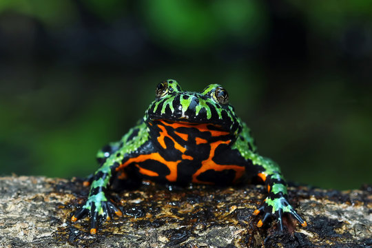 Oriental Fire Bellied Toad, Fire belly small toad on wood 