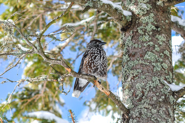 Nucifera caryocatactes perched on a branch in the winter forest.