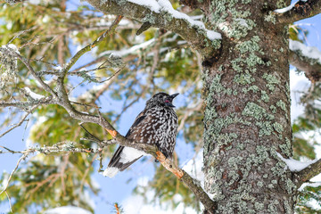 Nucifera caryocatactes perched on a branch in the winter forest.