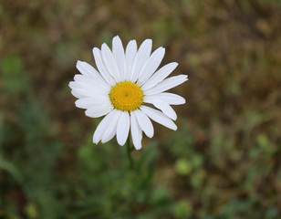 Daisy flower on green grass background. Summer. Close up.