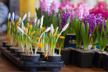 Blooming hyacinth and crocus in flower pots for transplanting. Floriculture, gardening.