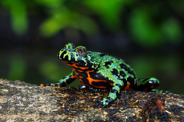 Oriental Fire Bellied Toad, Fire belly small toad on wood 