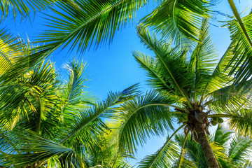 Fototapeta na wymiar Coconut Palm trees. Tropical background.