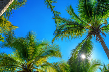Fototapeta na wymiar Coconut Palm trees. Tropical background.