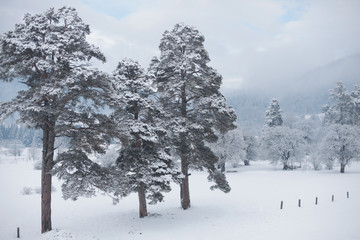 Winter snow landscape with conifers pine tree.