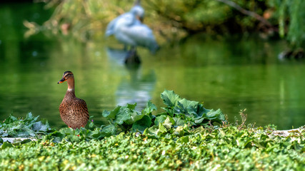 Mallard duck - close-up of a mallard duck near the green water.  Portrait of a charming Mallard duck.