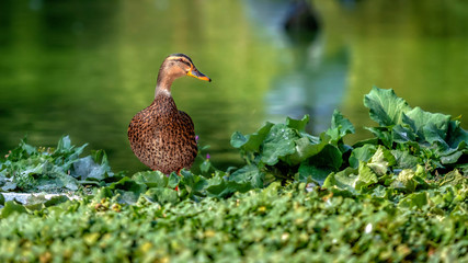 Mallard duck - close-up of a mallard duck near the green water.  Portrait of a charming Mallard duck.