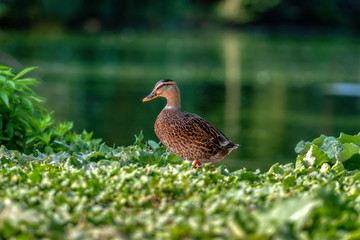 Mallard duck - close-up of a mallard duck near the green water.  Portrait of a charming Mallard duck.