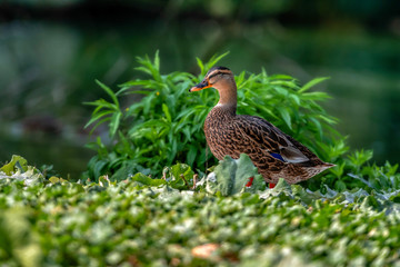 Mallard duck - close-up of a mallard duck near the green water.  Portrait of a charming Mallard duck.