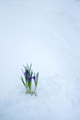 delicate spring flowers make their way from under the snow in winter.