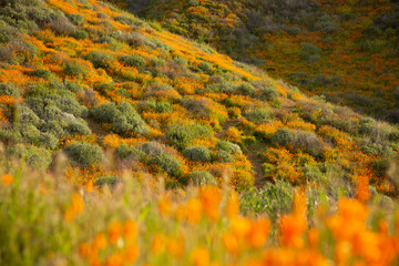 Golden poppies fields in Walker Canyon Lake Elsinore spring 2019