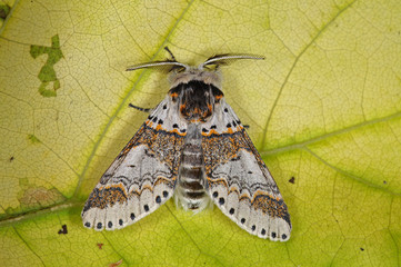 Furcula furcula (CLERCK, 1759) - Buchen-Gabelschwanz, Weiden-Gabelschwanz DE, NRW, Leverkusen...