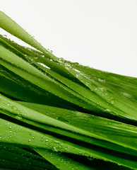 Green grass leaf with water drops. Nature background.