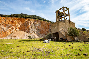 cows grazing in front of a disused stone quarry. Eremi (Hermitage) di Stignano. Gargano National...