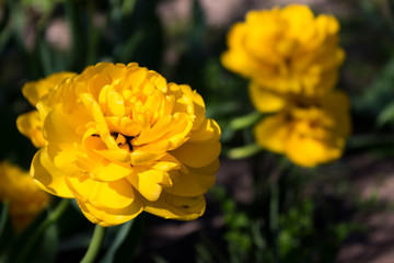 Terry yellow tulips bloom in the garden. Bright spring flowers, background