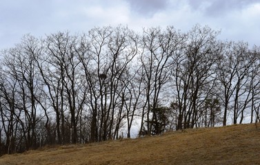 trees in the fall on a meadow