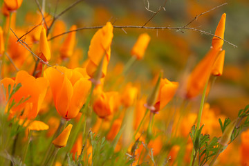 Golden poppies fields in Walker Canyon Lake Elsinore spring 2019
