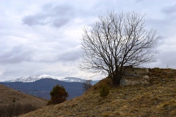 Obraz premium one tree in autumn