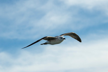 Seagull